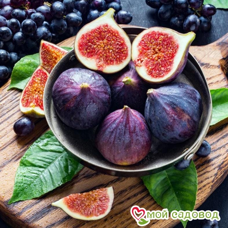 Инжир Красота Даши