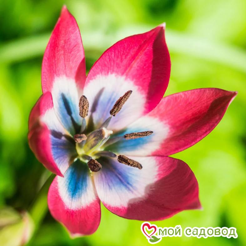 Тюльпан Литл Бьюти