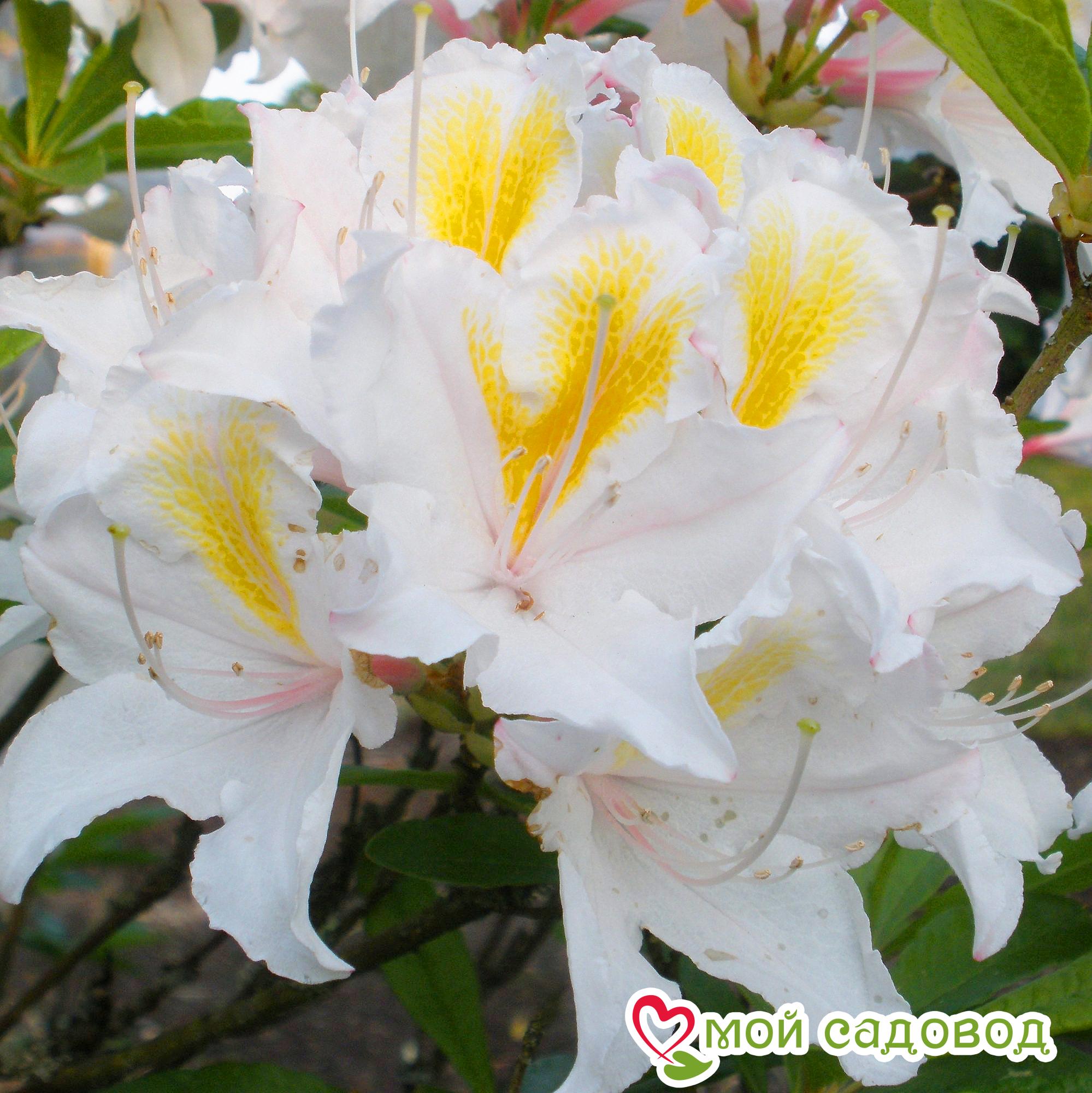 Азалия/Рододендрон листопадный Сильвер Слиппер