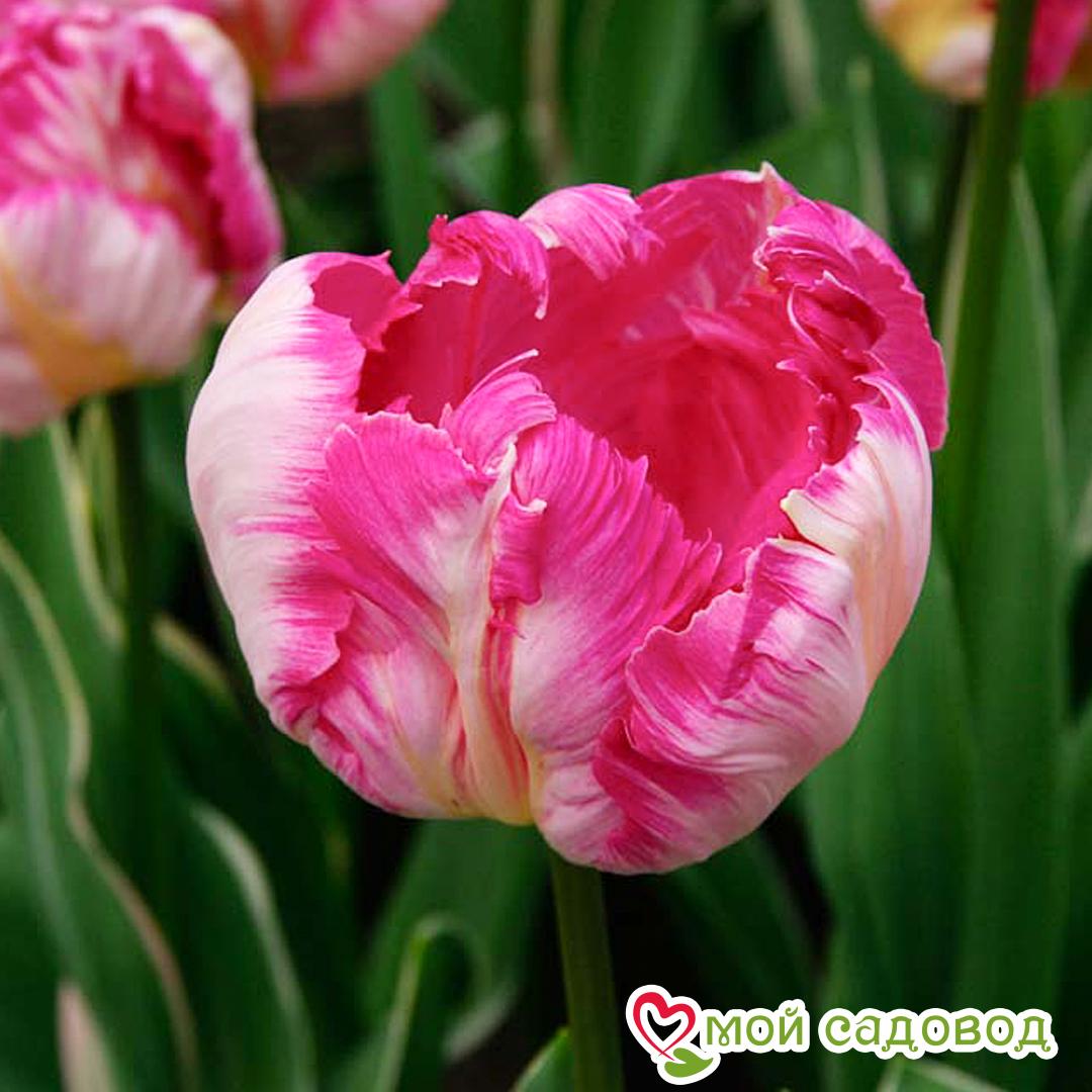 Тюльпан Сильвер Пэррот попугайный