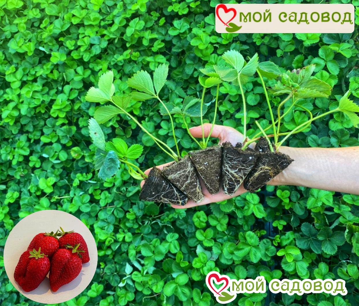 Клубника Рубиновый Шепот (горшечная)